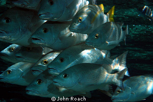 Schoolmasters @ Buddy's dock by John Roach 